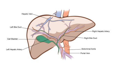 Liver anatomy