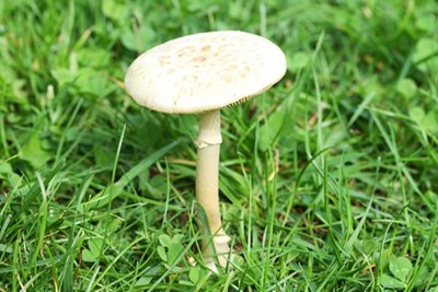This is a picture of a mushroom in grass.