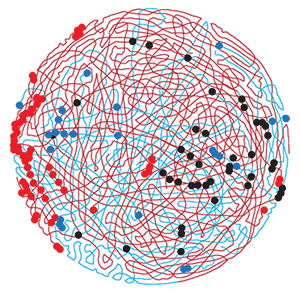 Red and blue chromosomal arms swirl in a circle, with red, blue and black dots heavily concentrated on the far left and middle right sides of the circle.