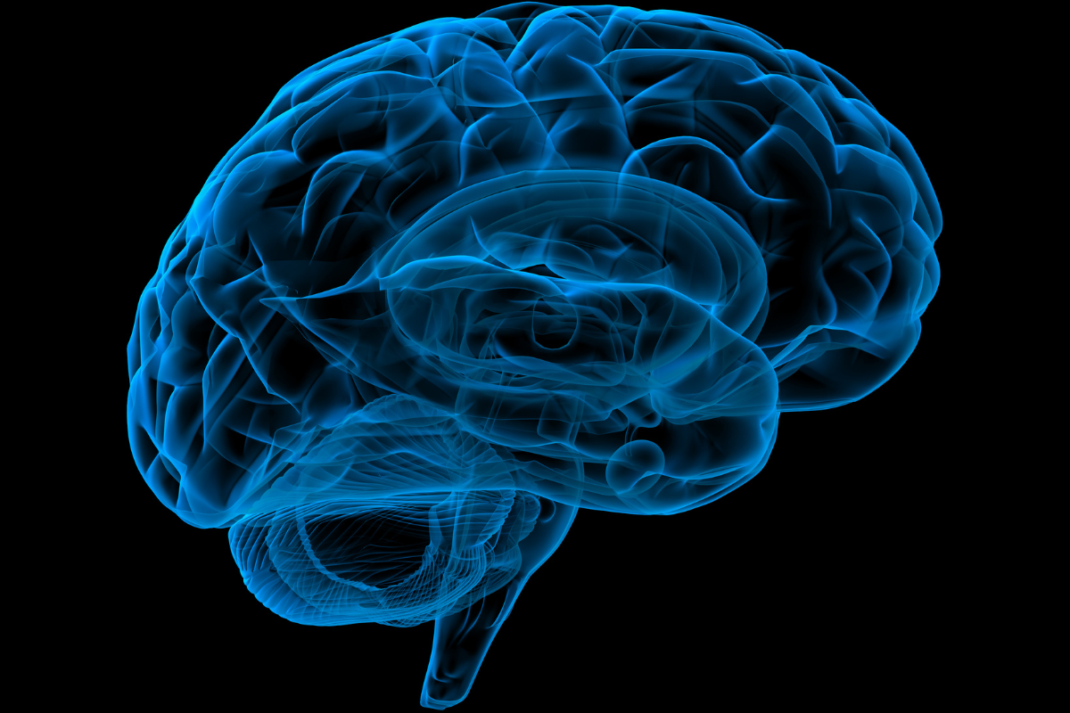 An outline of a human brain