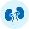 Medical illustration of kidneys