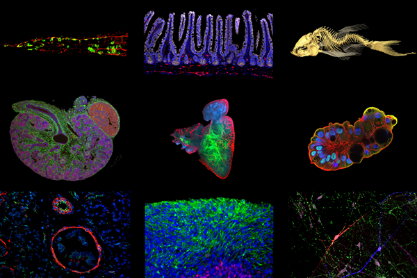 Collage of various model systems that our scientists use to study stem cell biology, disease, and development.
